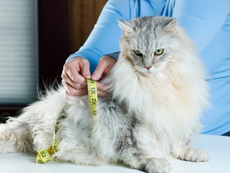 chat maine coon surpoids