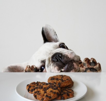 chien cookies chocolat