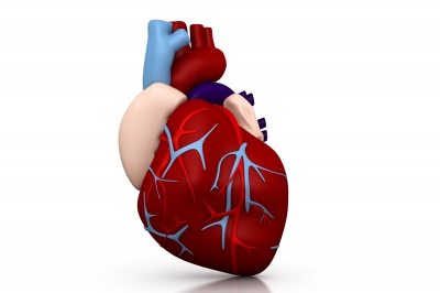 La coronarographie pour déceler un problème cardio-vasculaire
